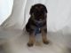 German Shepherd Puppies for sale in Saline, MI 48176, USA. price: NA