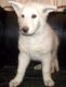 German Shepherd Puppies for sale in Fairfax, VA, USA. price: NA