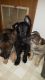 German Shepherd Puppies for sale in 399 Dogwood Ct, Hebron, IN 46341, USA. price: NA