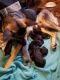 German Shepherd Puppies for sale in Ajo, AZ 85321, USA. price: NA