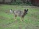 German Shepherd Puppies for sale in Cary, NC 27511, USA. price: NA