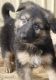 German Shepherd Puppies for sale in Chillicothe, OH 45601, USA. price: NA