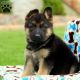 German Shepherd Puppies for sale in Mammoth Spring, AR 72554, USA. price: $650