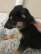 German Shepherd Puppies for sale in Corona, CA, USA. price: $400