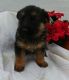German Shepherd Puppies for sale in Virginia Beach, VA, USA. price: NA