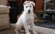 German Shepherd Puppies for sale in Wilmar, AR 71675, USA. price: $650