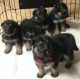 German Shepherd Puppies for sale in Stafford, VA 22554, USA. price: NA