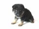 German Shepherd Puppies for sale in Kent, WA, USA. price: $887