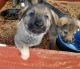 German Shepherd Puppies for sale in Prather, CA 93651, USA. price: $1,000