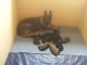 German Shepherd Puppies for sale in Parkton, NC 28371, USA. price: NA