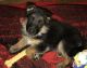 German Shepherd Puppies for sale in Galt, CA, USA. price: NA