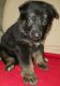 German Shepherd Puppies for sale in Vinton, VA 24179, USA. price: NA