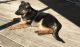 German Shepherd Puppies for sale in Rochester Hills, MI, USA. price: $650