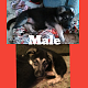 German Shepherd Puppies for sale in 6300 Cedar Lake Rd, Oscoda Twp, MI 48750, USA. price: NA