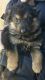 German Shepherd Puppies for sale in Bohemia, NY 11716, USA. price: NA