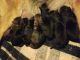 German Shepherd Puppies for sale in Wild Rose, WI 54984, USA. price: NA