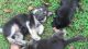 German Shepherd Puppies for sale in Kernersville, NC 27284, USA. price: $650