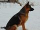 German Shepherd Puppies for sale in Greenville, MI 48838, USA. price: NA