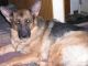 German Shepherd Puppies for sale in Roseville, MI 48066, USA. price: NA