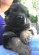 German Shepherd Puppies for sale in Lakeland, FL 33811, USA. price: $2,000