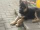 German Shepherd Puppies for sale in USA Pkwy, Silver Springs, NV 89429, USA. price: NA