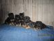 German Shepherd Puppies for sale in Pleasant Ridge Rd, Alexandria, KY 41001, USA. price: $650