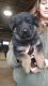 German Shepherd Puppies for sale in Sunman, IN 47041, USA. price: $1,000