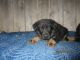 German Shepherd Puppies for sale in Pleasant Ridge Rd, Alexandria, KY 41001, USA. price: $600