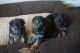 German Shepherd Puppies for sale in McGee Crossroads, NC 27501, USA. price: $1,000
