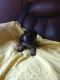 German Shepherd Puppies for sale in Bunnell, FL, USA. price: $1,500