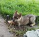 German Shepherd Puppies for sale in Prather, CA 93651, USA. price: $800