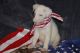 German Shepherd Puppies for sale in Niceville, FL, USA. price: $600