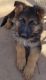 German Shepherd Puppies for sale in Toney, AL, USA. price: NA