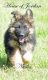 German Shepherd Puppies for sale in Luray, TN 38313, USA. price: NA