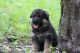 German Shepherd Puppies for sale in Brooksville, FL 34601, USA. price: NA