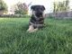 German Shepherd Puppies for sale in Outlook, WA 98938, USA. price: $450