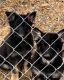 German Shepherd Puppies for sale in Bluff City, TN, USA. price: $1,000
