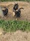 German Shepherd Puppies for sale in Bluff City, TN, USA. price: NA