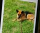 German Shepherd Puppies for sale in Gainesville, FL, USA. price: NA