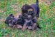 German Shepherd Puppies for sale in Annapolis, MD, USA. price: NA