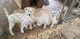 German Shepherd Puppies for sale in Weimar, TX 78962, USA. price: NA