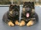 German Shepherd Puppies for sale in Greenville, TX, USA. price: NA