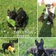 German Shepherd Puppies for sale in Stoneville, NC 27048, USA. price: NA