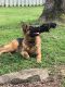German Shepherd Puppies for sale in London, KY 40741, USA. price: NA