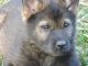 German Shepherd Puppies for sale in Downers Grove, IL 60515, USA. price: $800