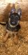 German Shepherd Puppies for sale in Wasilla, AK 99654, USA. price: NA
