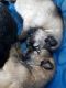 German Shepherd Puppies for sale in Festus, MO, USA. price: $1,000