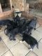 German Shepherd Puppies for sale in Tuskegee, AL, USA. price: NA