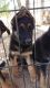 German Shepherd Puppies for sale in Apple Valley, CA, USA. price: NA