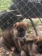 German Shepherd Puppies for sale in Campbellsville, KY 42718, USA. price: NA